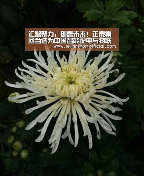 汇智聚力，创赢未来！正泰集团当选为中国智能配电与物联网创新联盟“理事单位”-乐竞体育官网入口